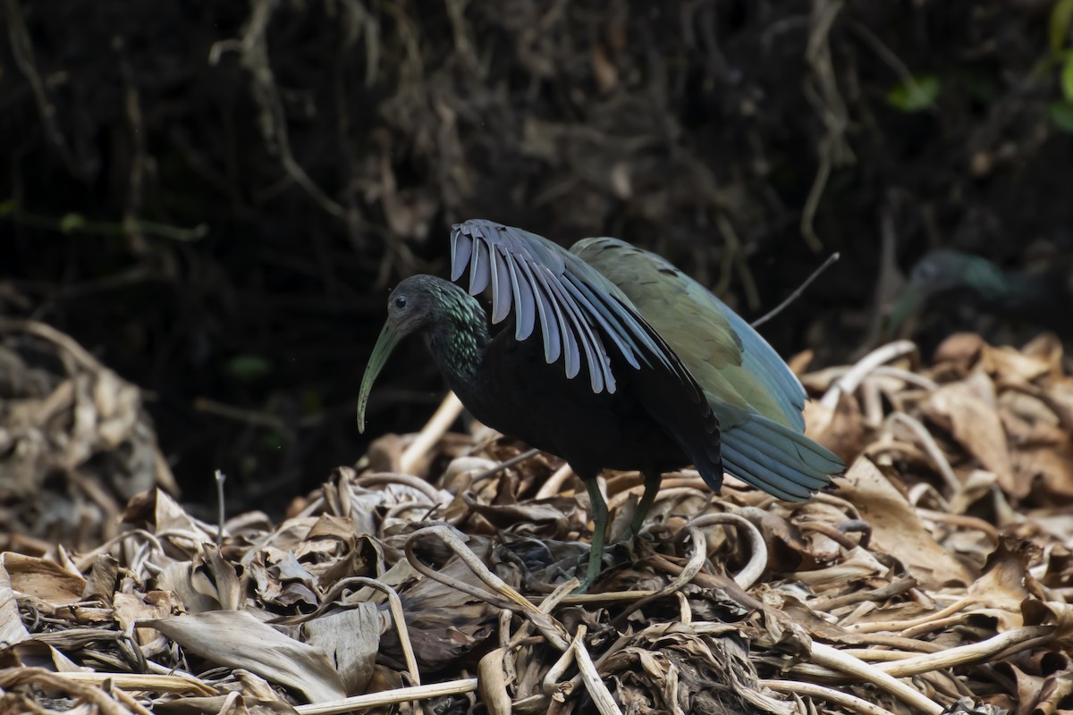 Green Ibis - Antonio Rodriguez-Sinovas