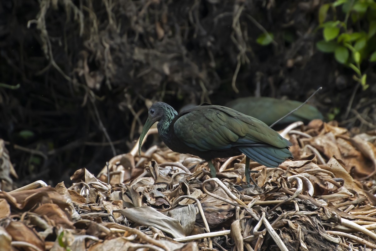 Green Ibis - Antonio Rodriguez-Sinovas