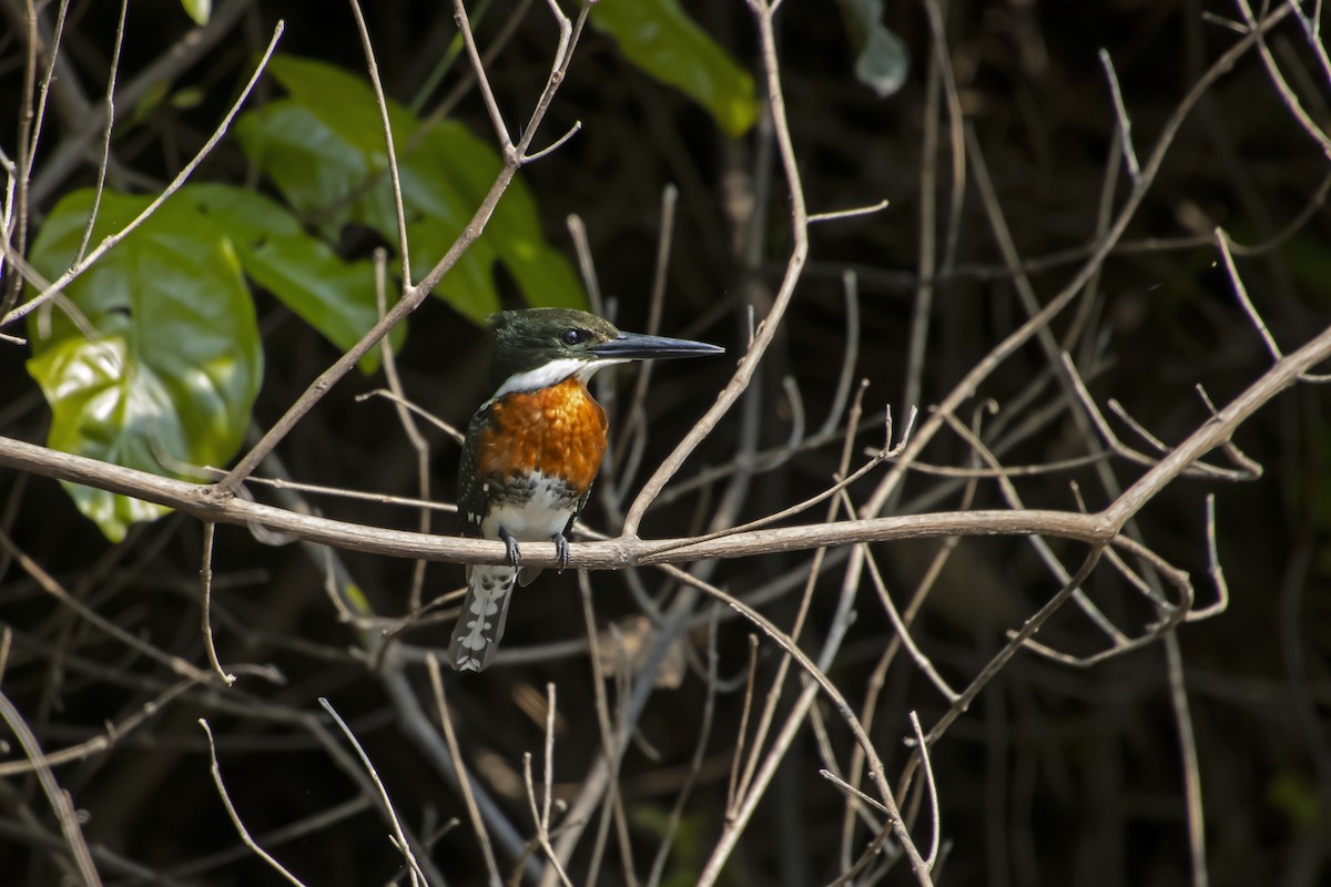 Green Kingfisher - Antonio Rodriguez-Sinovas