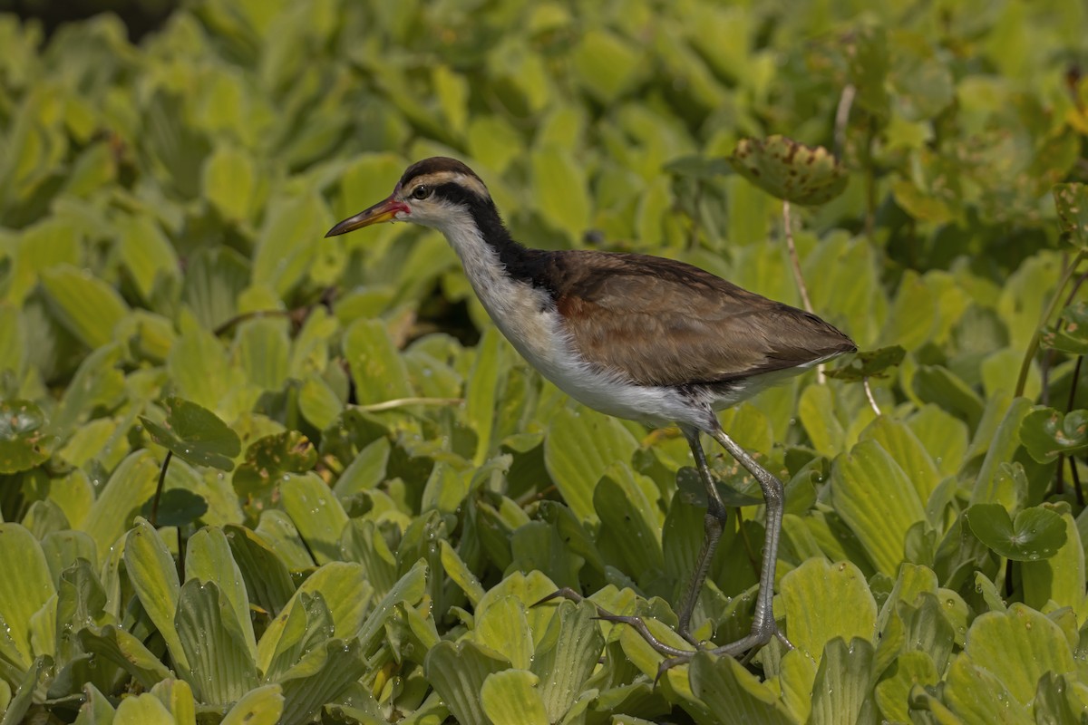 Wattled Jacana - Antonio Rodriguez-Sinovas