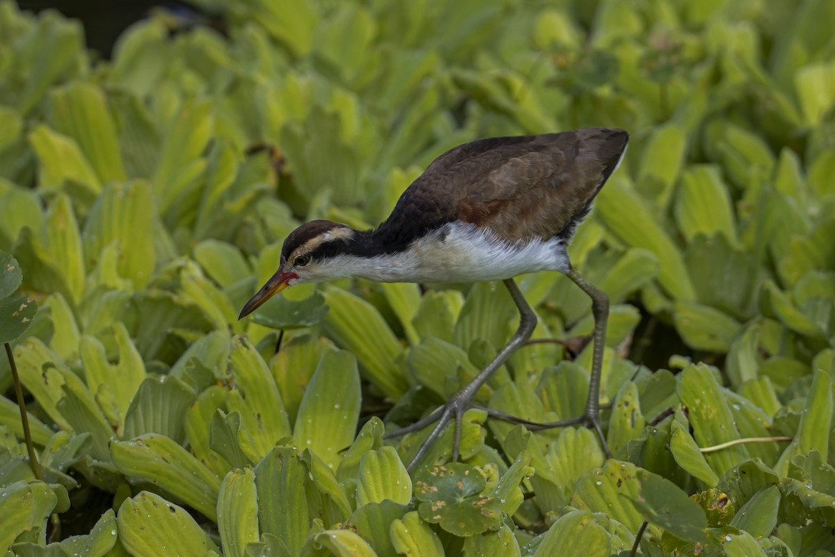 Wattled Jacana - Antonio Rodriguez-Sinovas