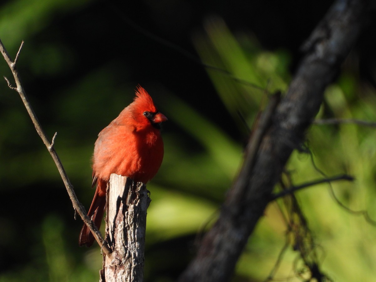 Northern Cardinal - ML613391455