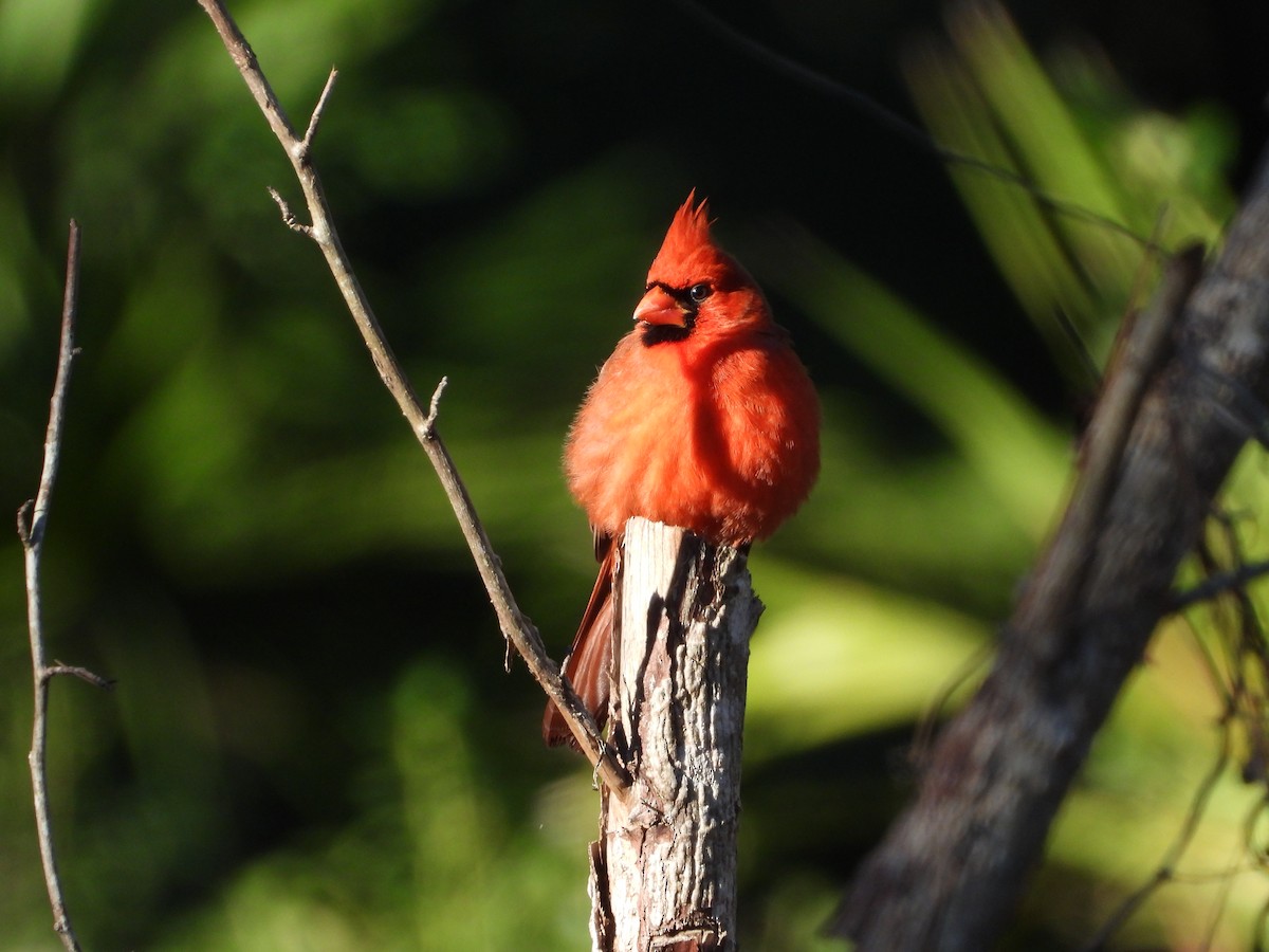קרדינל צפוני - ML613391456