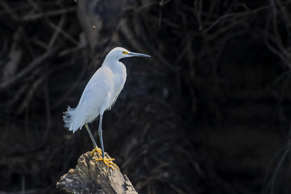 Snowy Egret - Antonio Rodriguez-Sinovas