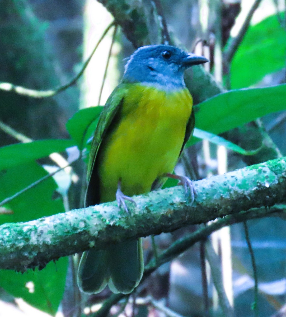 Gray-headed Tanager - ML613391465