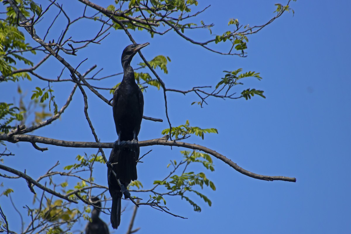Neotropic Cormorant - Antonio Rodriguez-Sinovas