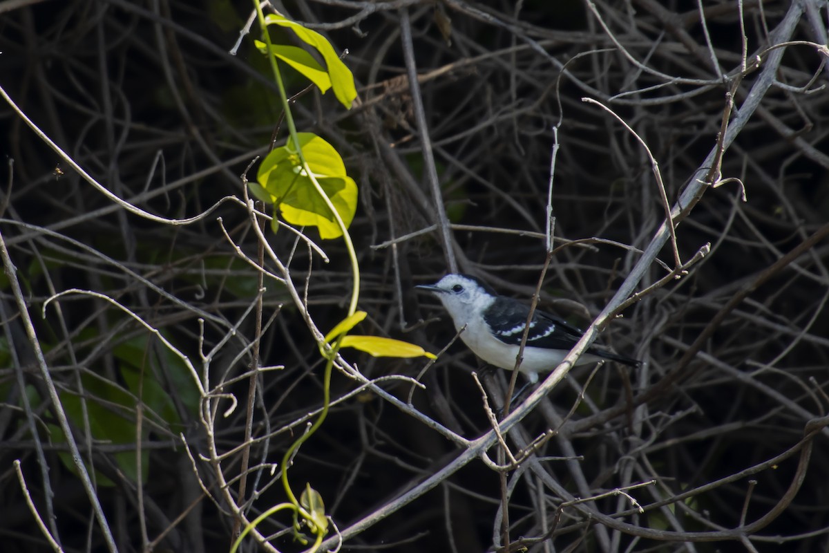 Black-backed Water-Tyrant - Antonio Rodriguez-Sinovas