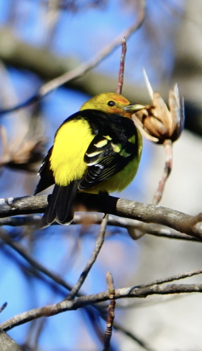 Western Tanager - ML613391500