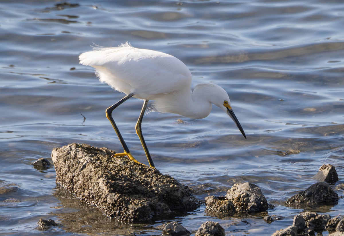 Snowy Egret - Elizabeth Crouthamel