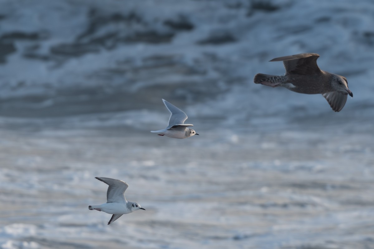 Gaviota Enana - ML613391569