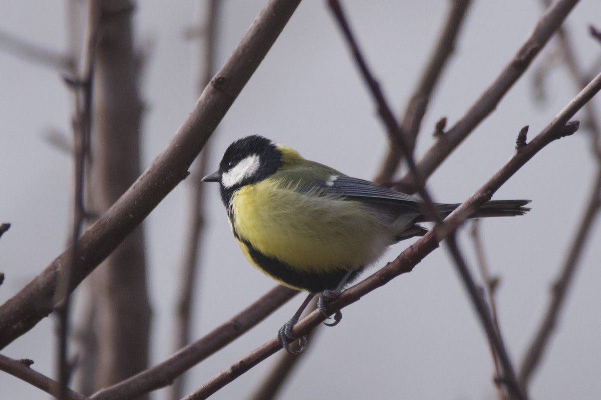 Great Tit - ML613391571