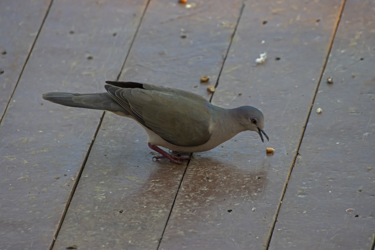 White-tipped Dove - Antonio Rodriguez-Sinovas