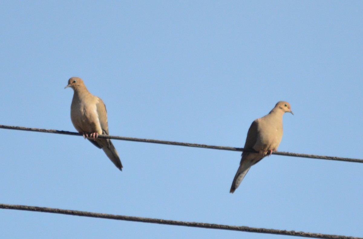 Mourning Dove - ML613391697