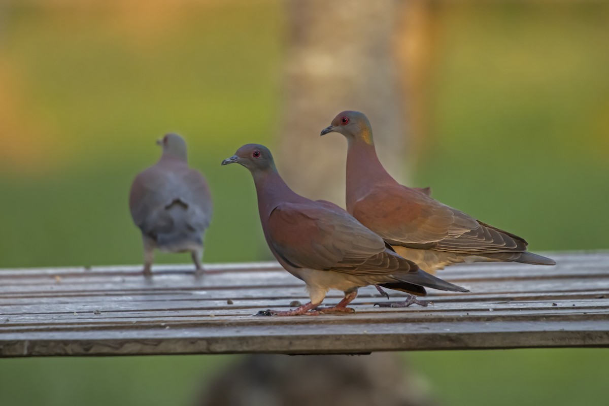 Pale-vented Pigeon - Antonio Rodriguez-Sinovas