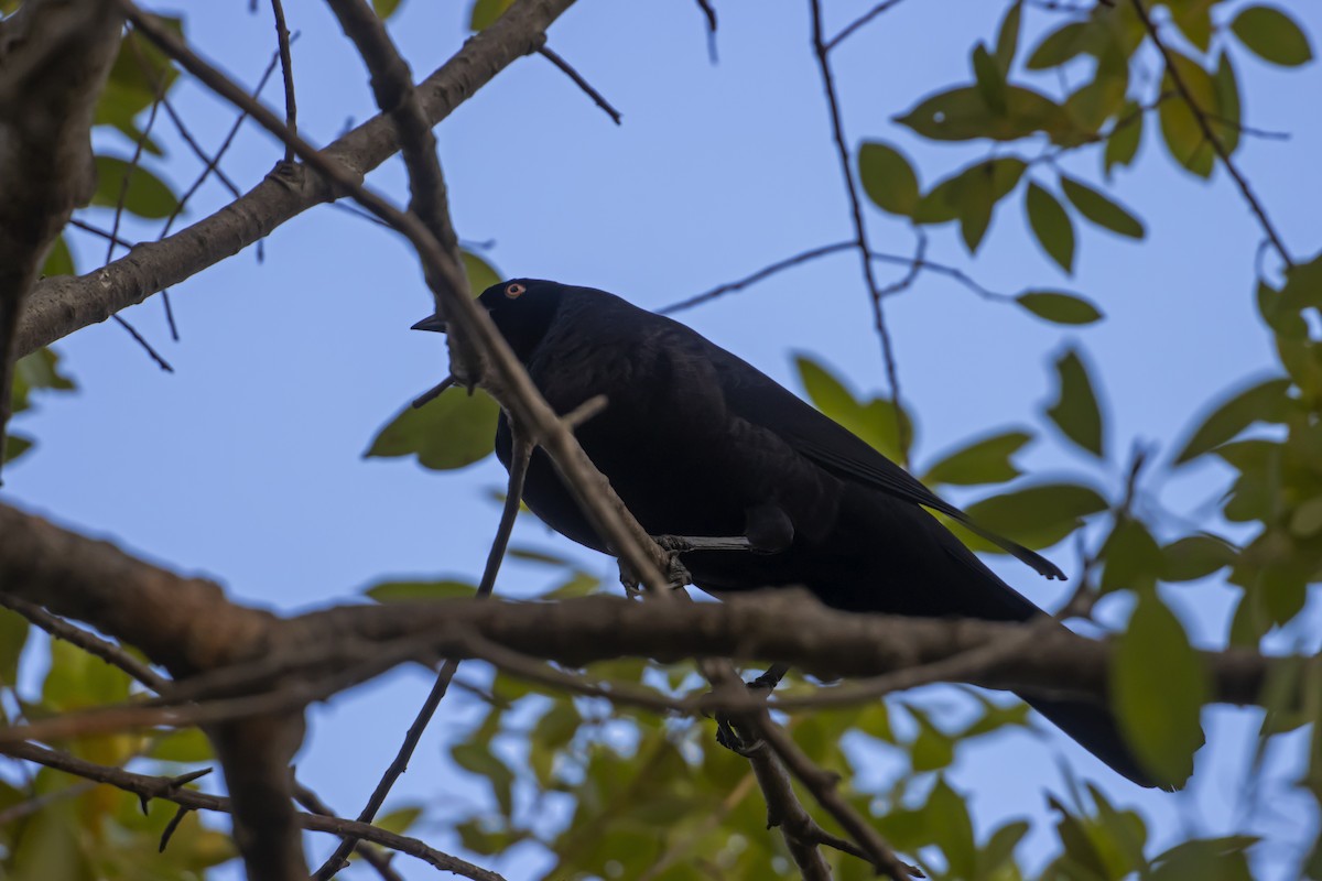 Giant Cowbird - Antonio Rodriguez-Sinovas