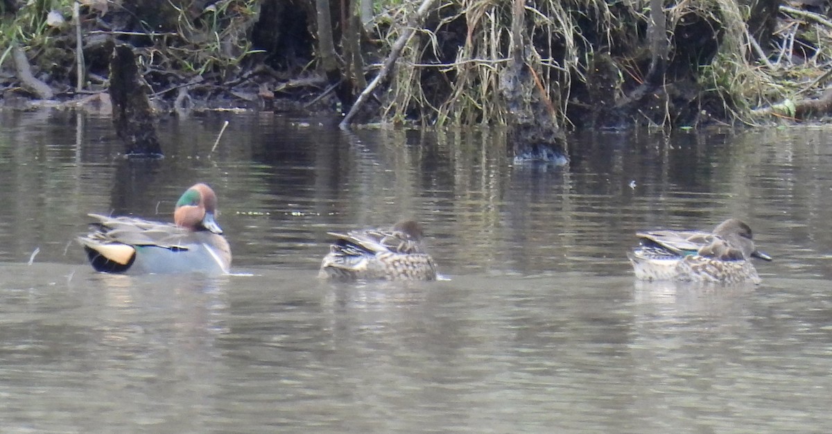 Green-winged Teal - Carol Baird Molander