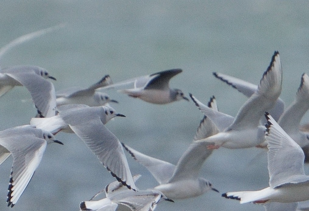 Little Gull - ML613391785