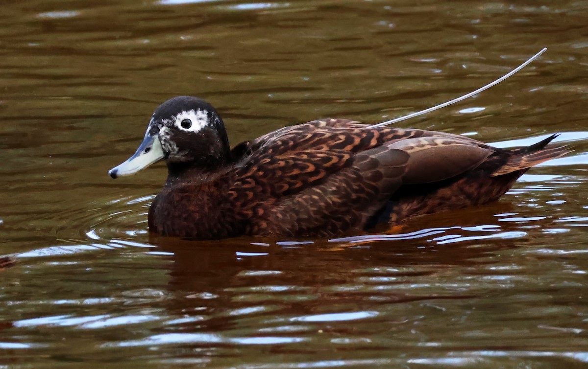 Laysan Duck - ML613391812