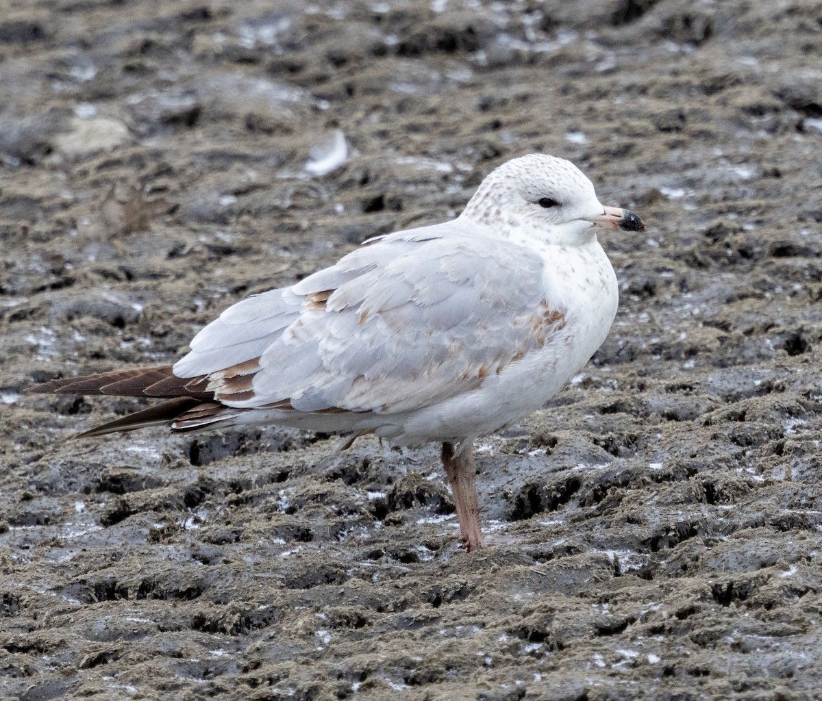 Ring-billed Gull - ML613391821