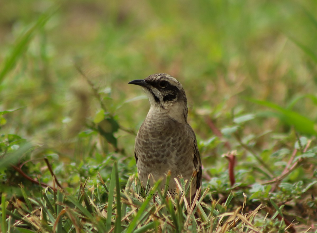 Long-tailed Mockingbird - ML613391878