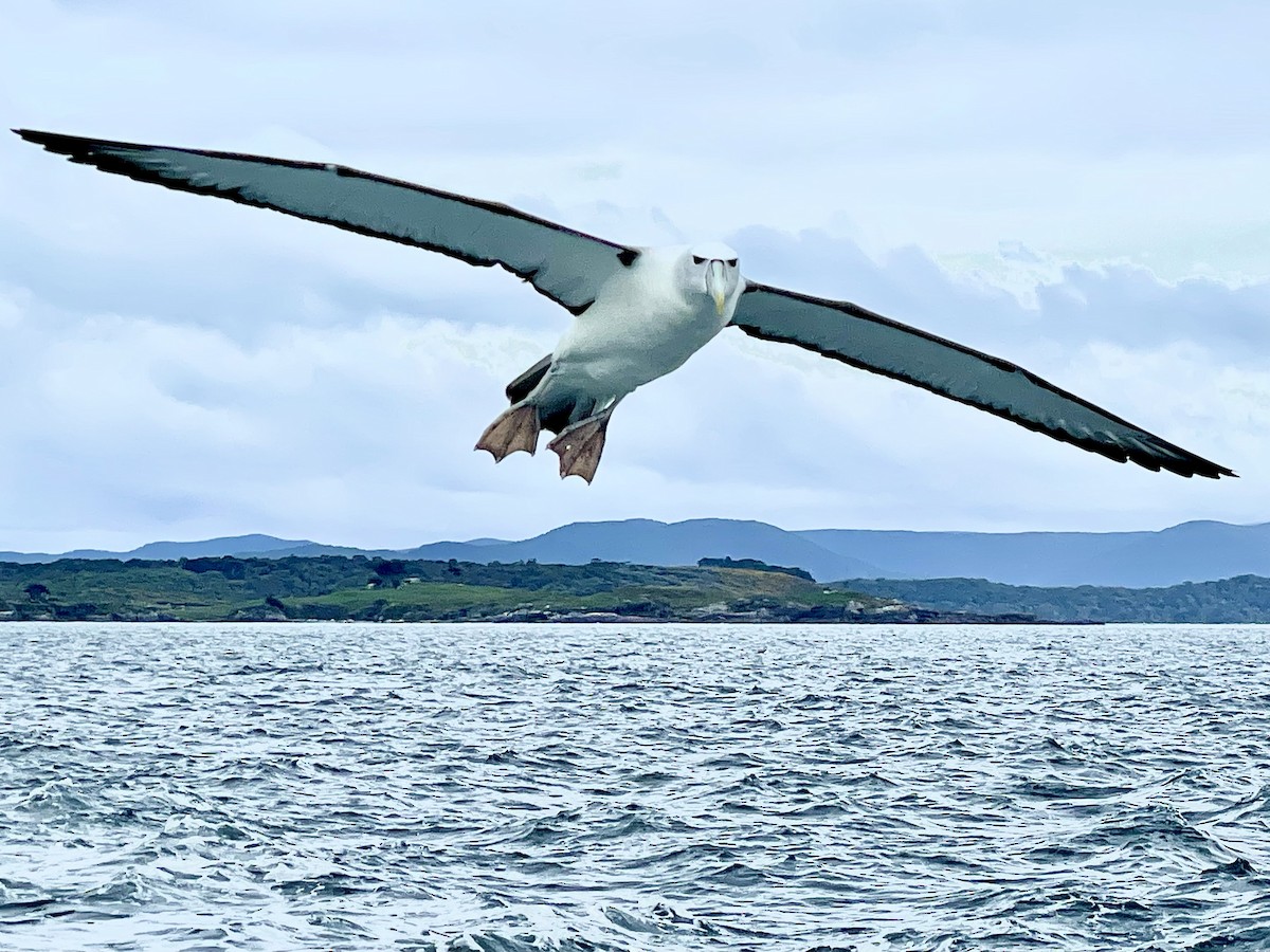 Albatros à cape blanche - ML613391984