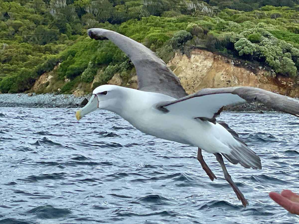 White-capped Albatross - Paul Friesen