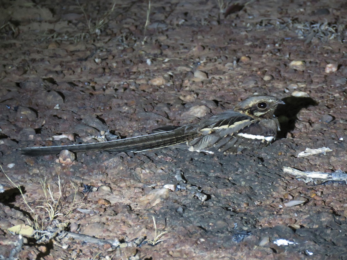 Long-tailed Nightjar - ML613392020