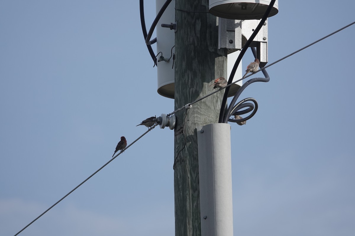 House Finch - ML613392076