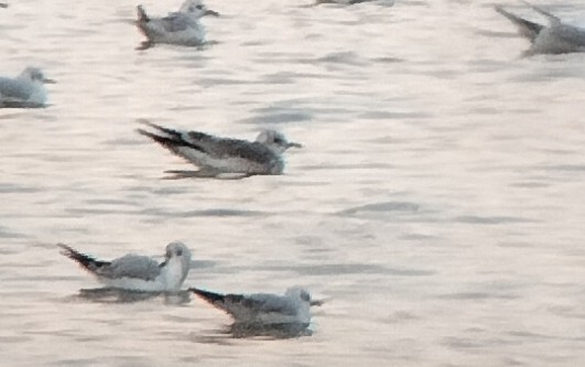 Common Gull - ML613392090