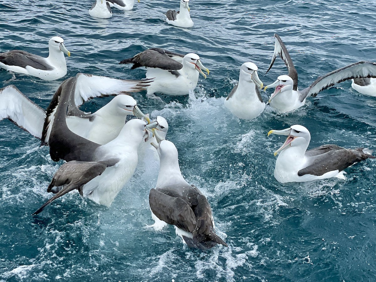 White-capped Albatross - Paul Friesen