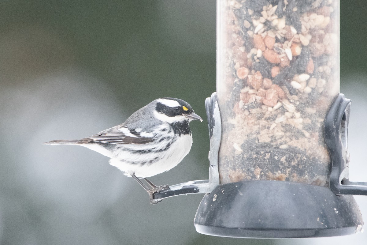 Black-throated Gray Warbler - ML613392118