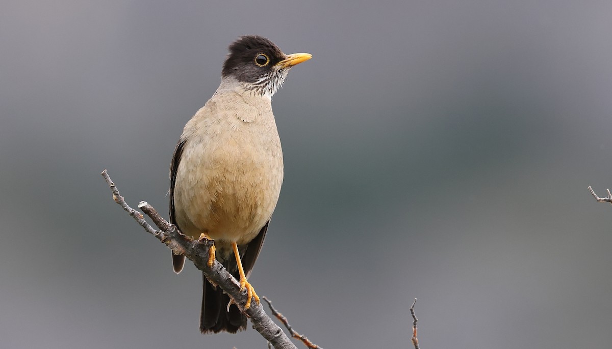 Austral Thrush - Pavel Parkhaev