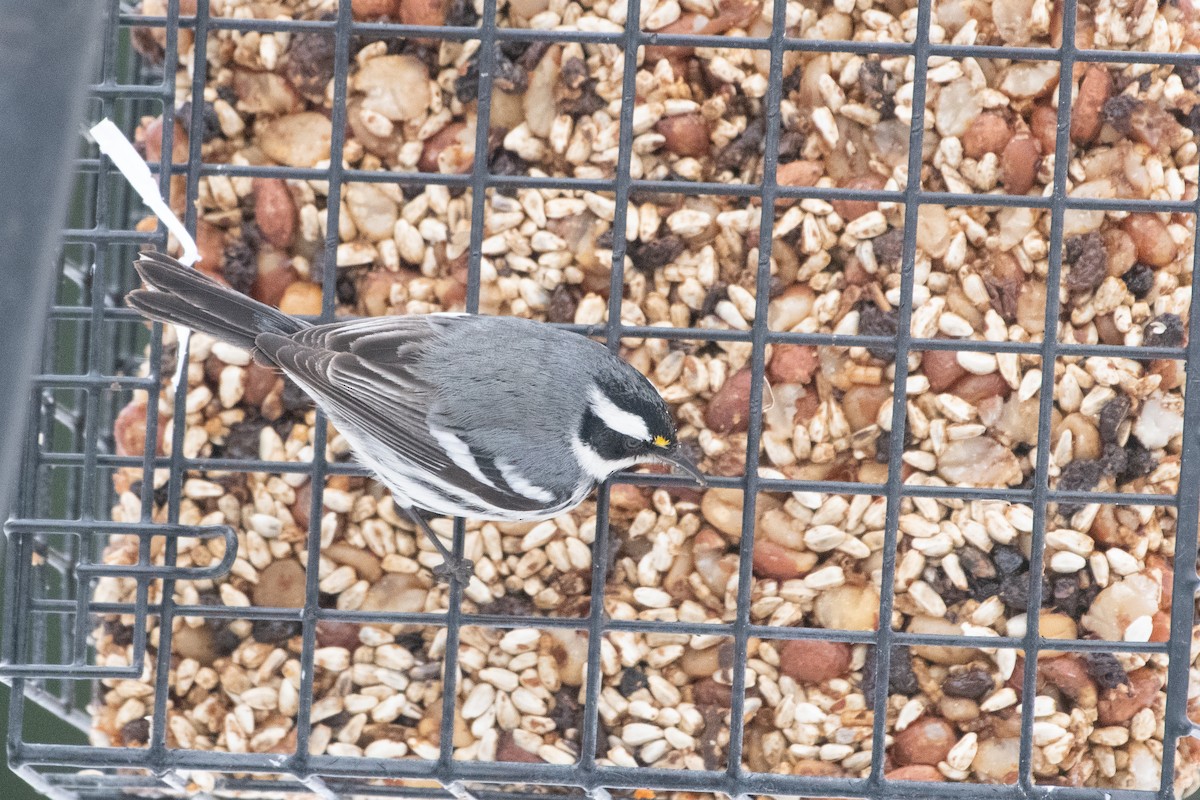 Black-throated Gray Warbler - ML613392153