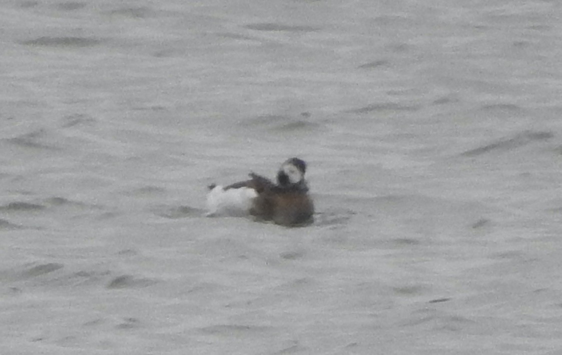 Long-tailed Duck - Kathleen Sayce