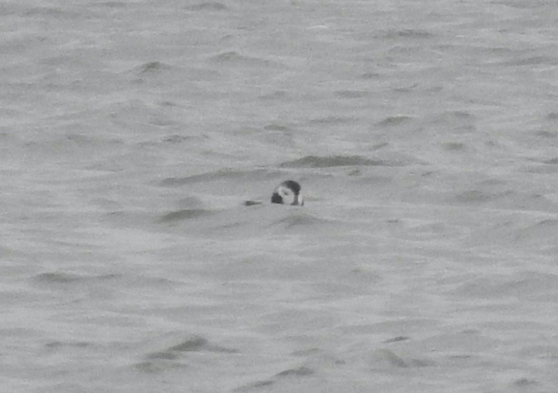 Long-tailed Duck - ML613392176