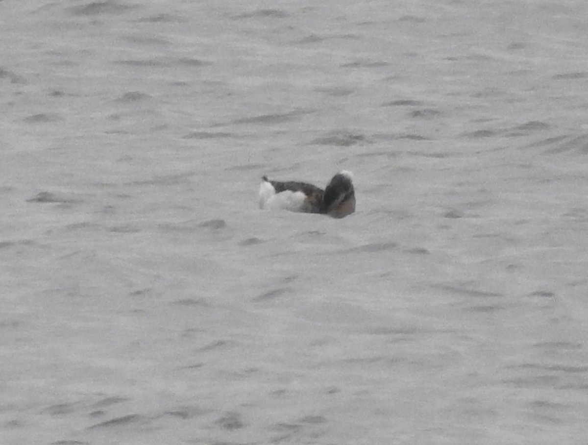 Long-tailed Duck - ML613392177