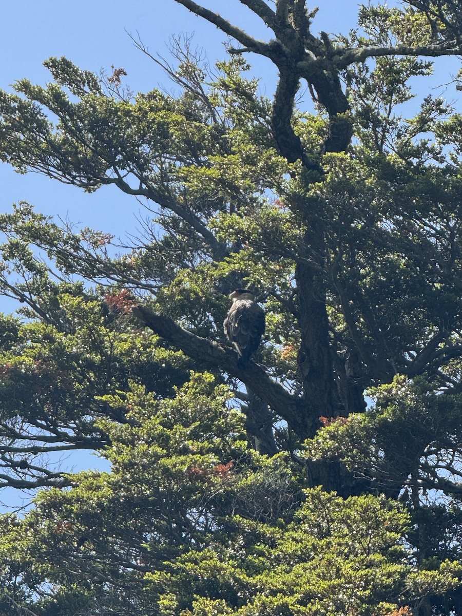 Crested Caracara - ML613392217