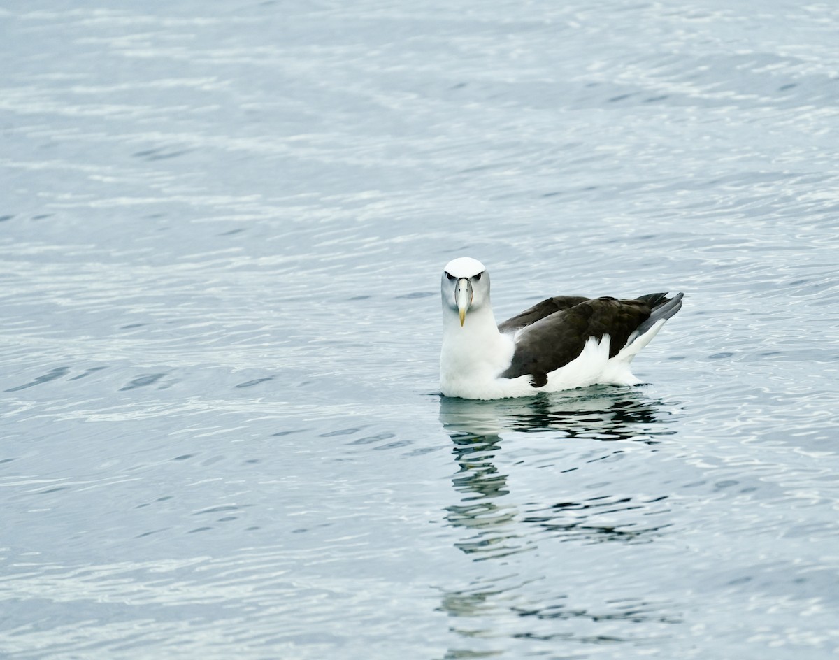 White-capped Albatross - Paul Friesen