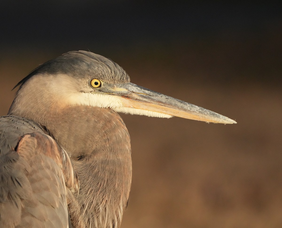 Great Blue Heron - Tzvi Deutsch