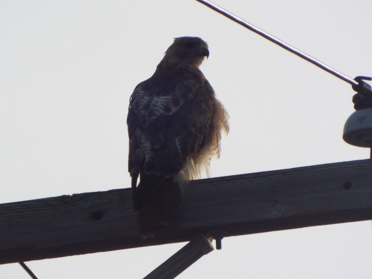 Red-tailed Hawk - ML613392405