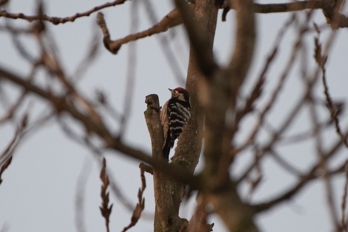 Lesser Spotted Woodpecker - ML613392552