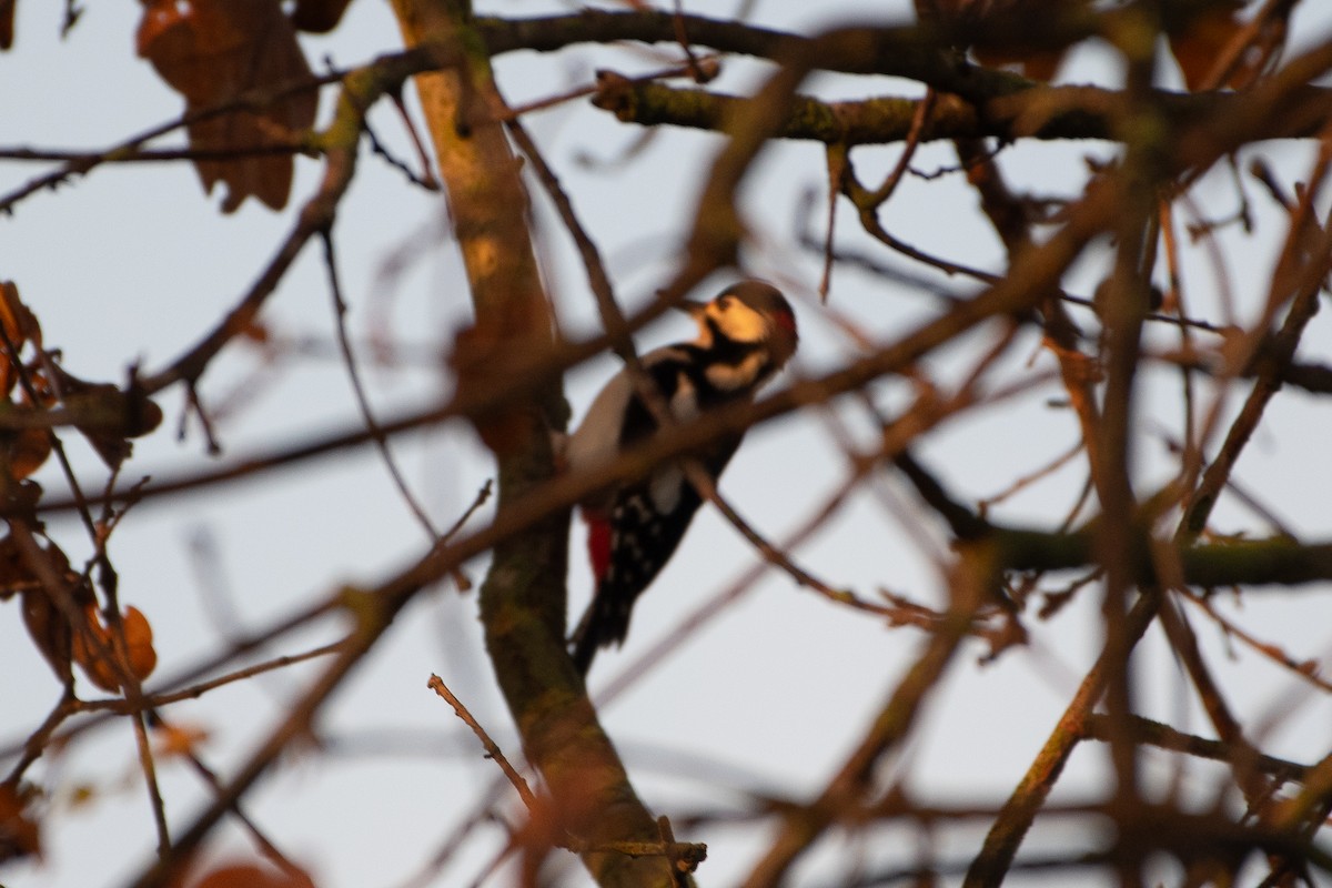 Great Spotted Woodpecker - Solomon Greene