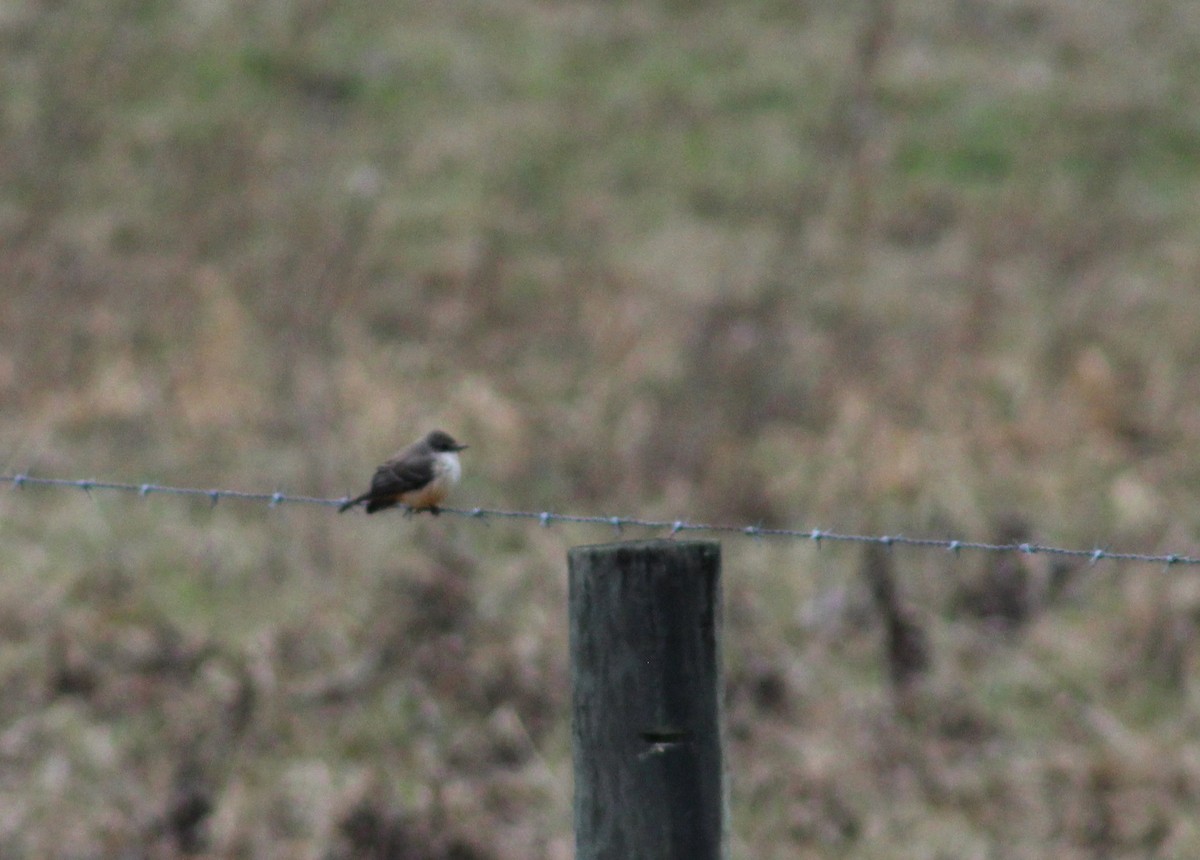 Vermilion Flycatcher - Ben Morrison