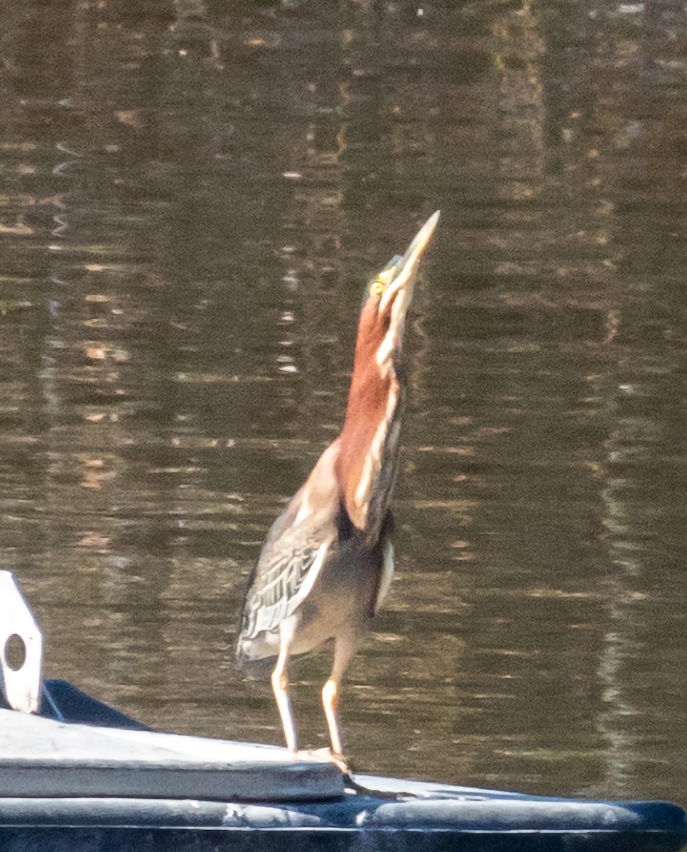 Green Heron - Mary-Rose Hoang