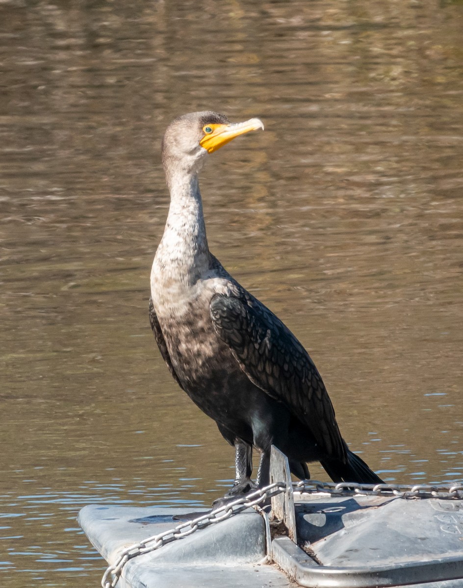 Double-crested Cormorant - Mary-Rose Hoang