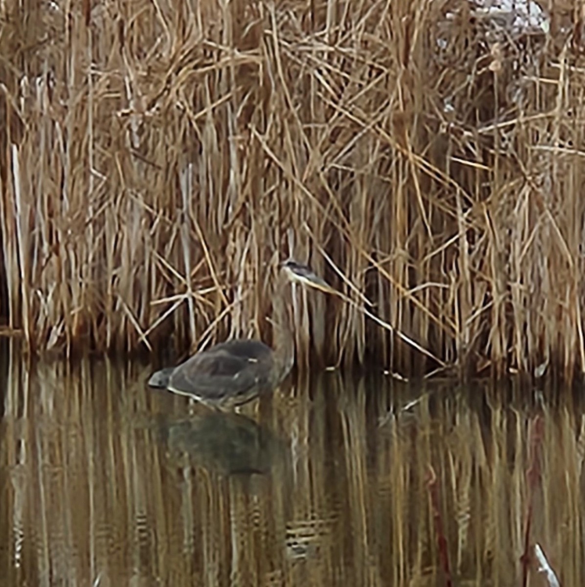 Great Blue Heron - ML613392675