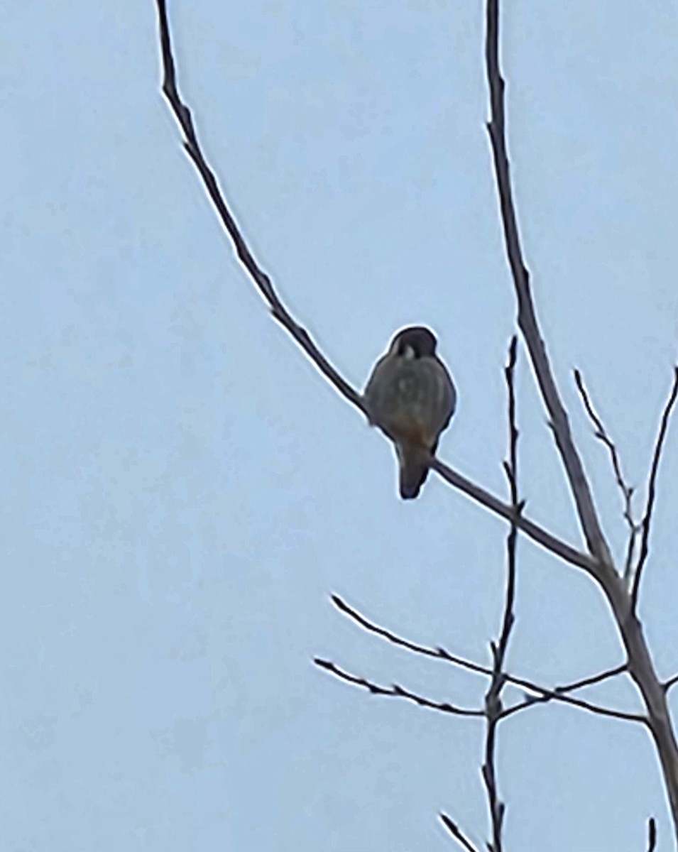 American Kestrel - Terry Ansel