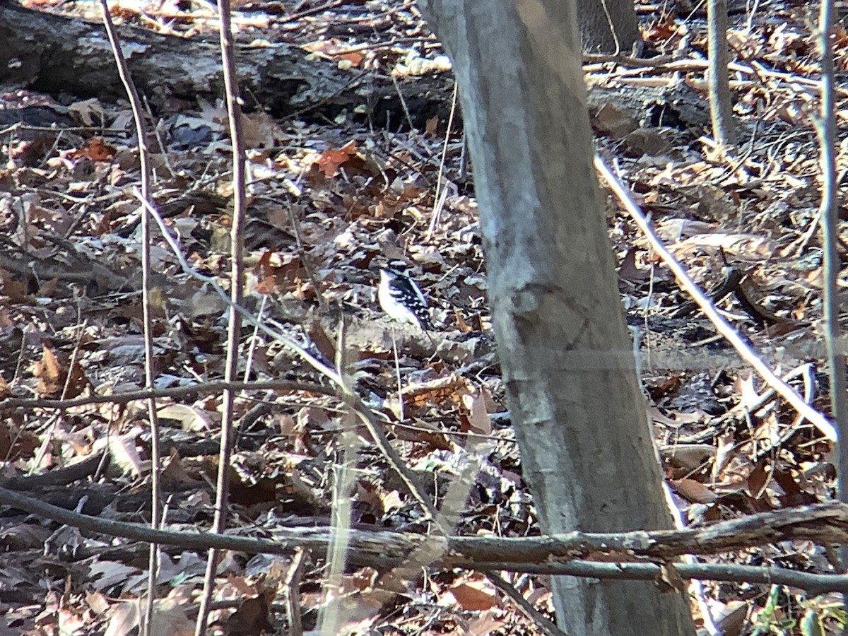 Downy Woodpecker - ML613392715