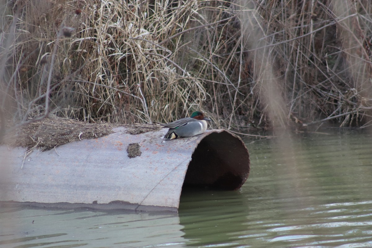 Green-winged Teal (American) - ML613392884