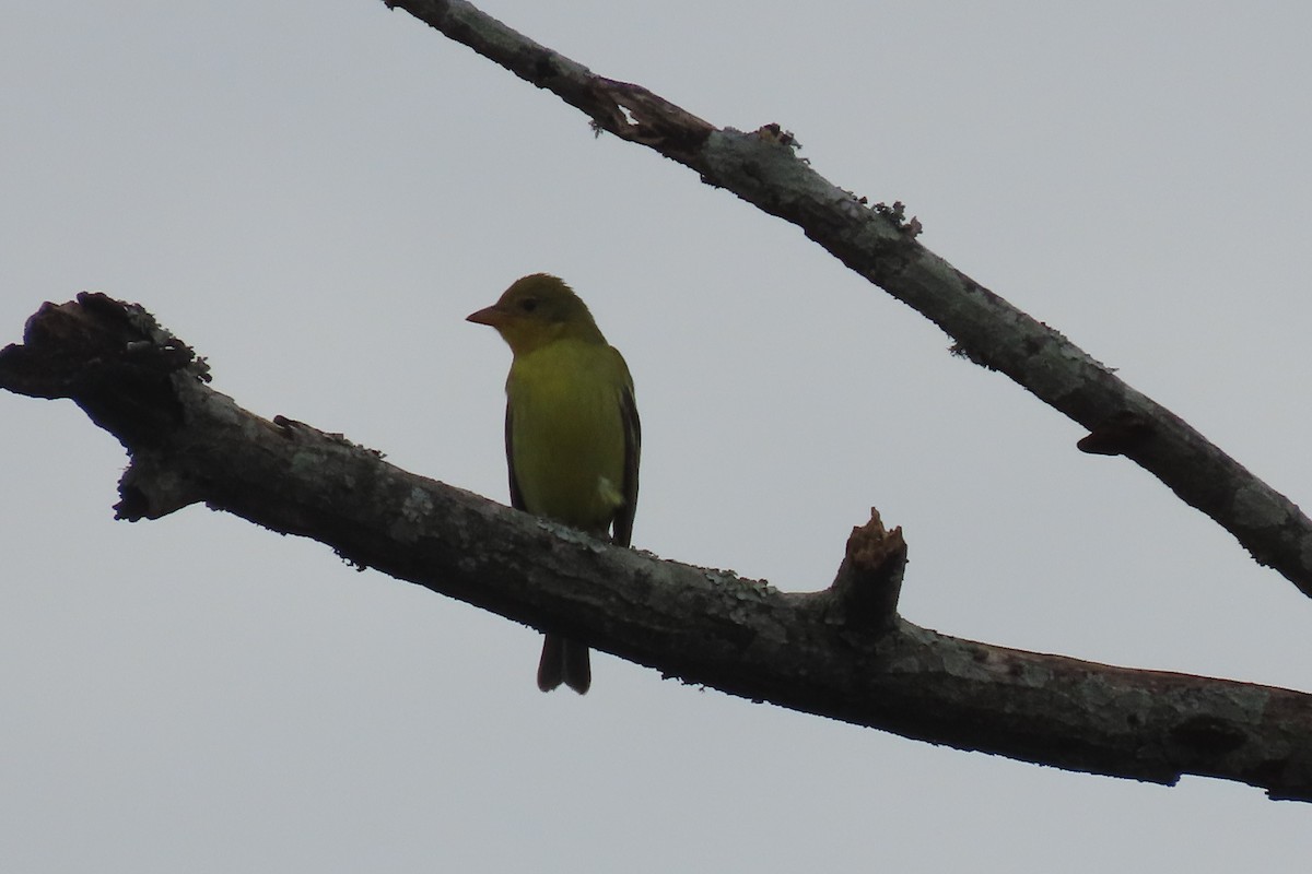 Western Tanager - ML613392888